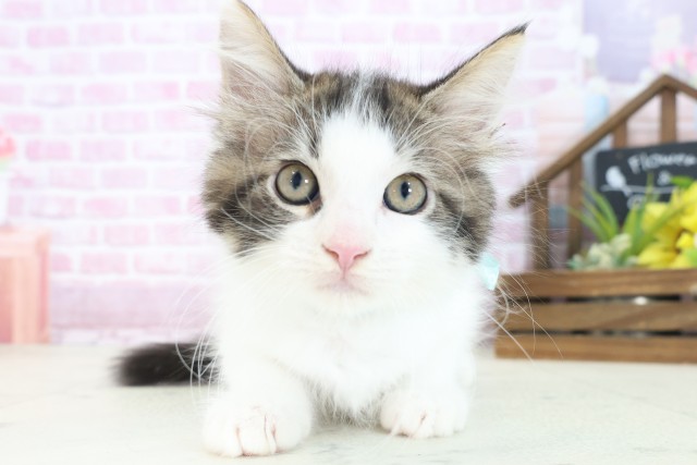 大阪府のメインクーン (Coo&RIKU和泉店/2025年7月11日生まれ/男の子/ブラウンタビーホワイト)の子猫の1枚目の画像