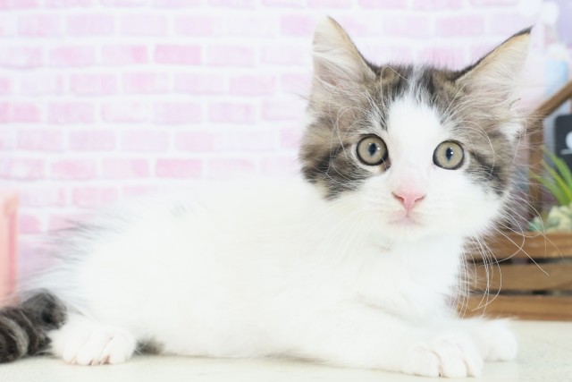 大阪府のメインクーン (Coo&RIKU和泉店/2025年7月11日生まれ/男の子/ブラウンタビーホワイト)の子猫の2枚目の画像