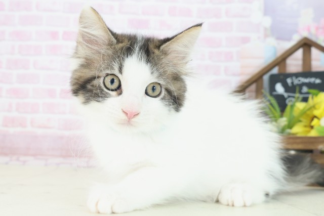大阪府のメインクーン (Coo&RIKU和泉店/2025年7月11日生まれ/男の子/ブラウンタビーホワイト)の子猫の3枚目の画像