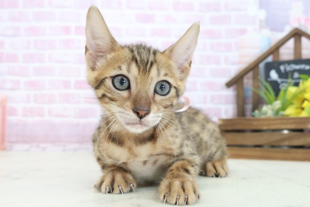 大阪府のベンガル (Coo&RIKU寝屋川店/2025年7月23日生まれ/女の子/ブラウンスポットタビー)の子猫の1枚目の画像