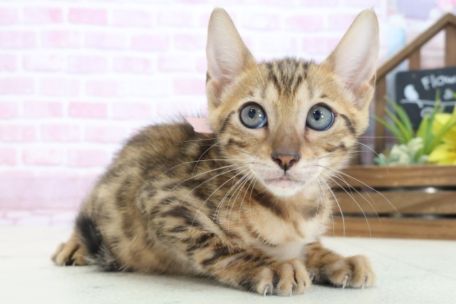 大阪府のベンガル (Coo&RIKU寝屋川店/2025年7月23日生まれ/女の子/ブラウンスポットタビー)の子猫の2枚目の画像