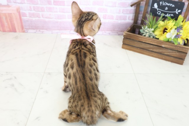 大阪府のベンガル (Coo&RIKU寝屋川店/2025年7月23日生まれ/女の子/ブラウンスポットタビー)の子猫の4枚目の画像