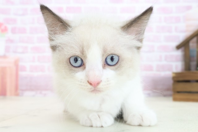 大阪府のラグドール (Coo&RIKU和泉店/2025年7月25日生まれ/男の子/シールポイントバイカラー)の子猫の1枚目の画像
