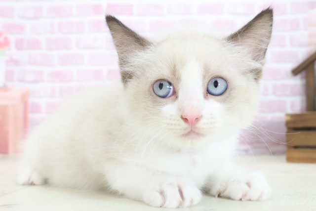 大阪府のラグドール (Coo&RIKU和泉店/2025年7月25日生まれ/男の子/シールポイントバイカラー)の子猫の2枚目の画像