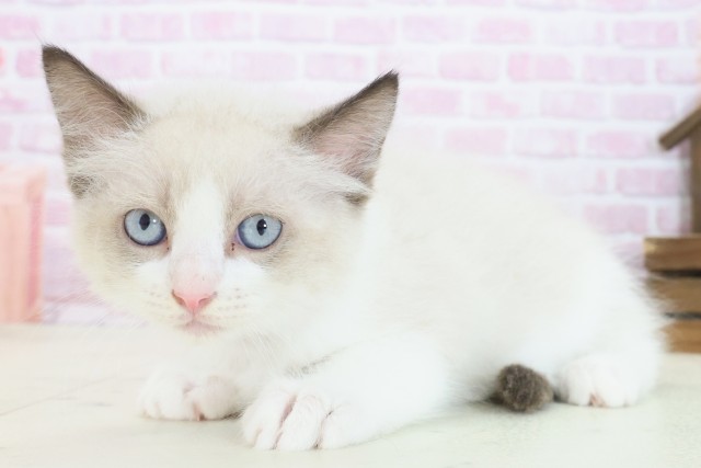 大阪府のラグドール (Coo&RIKU和泉店/2025年7月25日生まれ/男の子/シールポイントバイカラー)の子猫の3枚目の画像