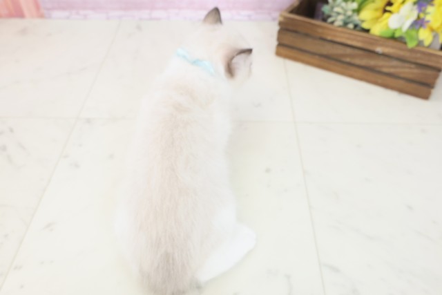 大阪府のラグドール (Coo&RIKU和泉店/2025年7月25日生まれ/男の子/シールポイントバイカラー)の子猫の4枚目の画像