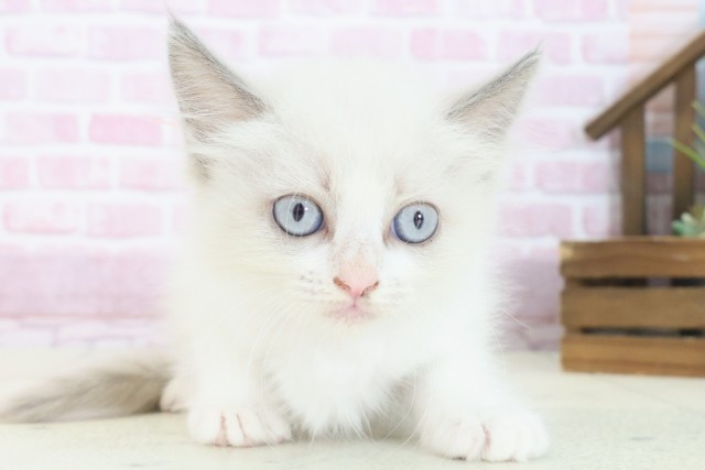 滋賀県のラグドール (Coo&RIKU東近江店/2025年7月25日生まれ/女の子/ブルーポイントバイカラー)の子猫