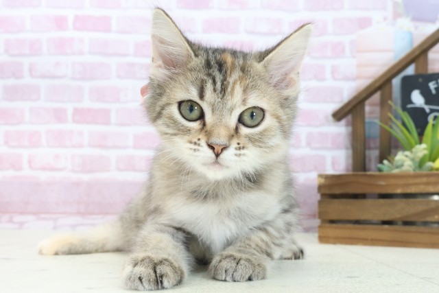 岡山県のサイベリアン (Coo&RIKU岡山店/2025年6月2日生まれ/女の子/ブラウンパッチドタビー)の子猫の1枚目の画像