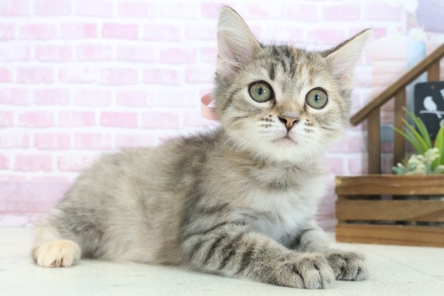 岡山県のサイベリアン (Coo&RIKU岡山店/2025年6月2日生まれ/女の子/ブラウンパッチドタビー)の子猫の2枚目の画像