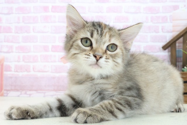 岡山県のサイベリアン (Coo&RIKU岡山店/2025年6月2日生まれ/女の子/ブラウンパッチドタビー)の子猫の3枚目の画像