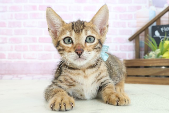 京都府のトイガー (Coo&RIKU舞鶴店/2025年7月22日生まれ/男の子/ブラウンスポットタビー)の子猫