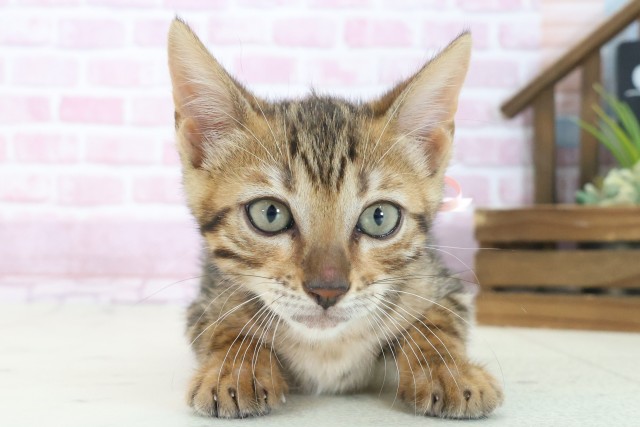 大阪府のトイガー (Coo&RIKU城東古市店/2025年7月22日生まれ/女の子/ブラウンスポットタビー)の子猫の1枚目の画像
