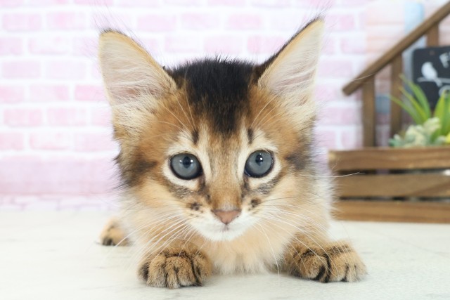 奈良県のソマリ (Coo&RIKU奈良新庄店/2025年7月22日生まれ/男の子/ルディ)の子猫の1枚目の画像