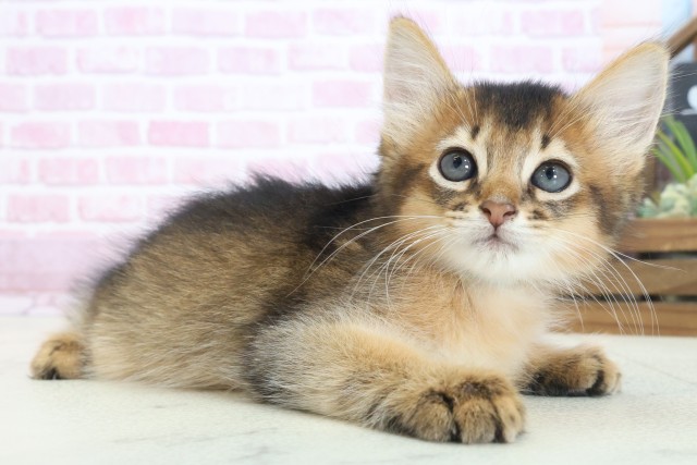 奈良県のソマリ (Coo&RIKU奈良新庄店/2025年7月22日生まれ/男の子/ルディ)の子猫の2枚目の画像