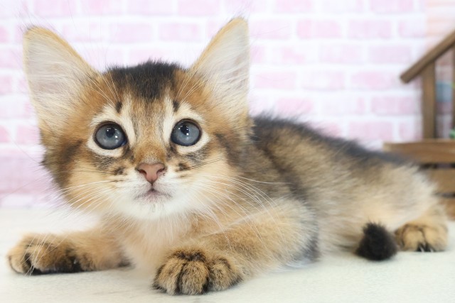 奈良県のソマリ (Coo&RIKU奈良新庄店/2025年7月22日生まれ/男の子/ルディ)の子猫の3枚目の画像