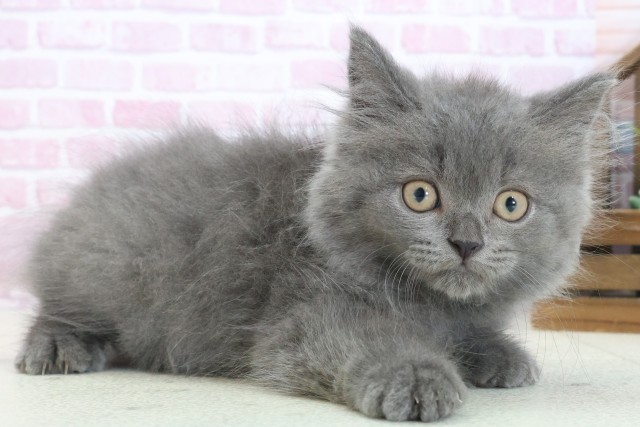 兵庫県のブリティッシュロングヘアー (Coo&RIKU伊丹店/2025年7月15日生まれ/男の子/ブルー)の子猫の2枚目の画像
