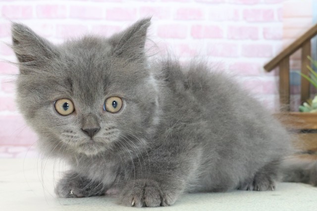 兵庫県のブリティッシュロングヘアー (Coo&RIKU伊丹店/2025年7月15日生まれ/男の子/ブルー)の子猫の3枚目の画像