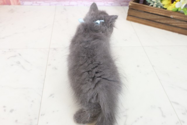 兵庫県のブリティッシュロングヘアー (Coo&RIKU伊丹店/2025年7月15日生まれ/男の子/ブルー)の子猫の4枚目の画像