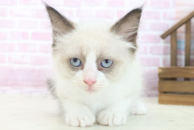 京都府のラグドール (Coo&RIKU舞鶴店/2025年7月22日生まれ/男の子/シールポイントバイカラー)の子猫