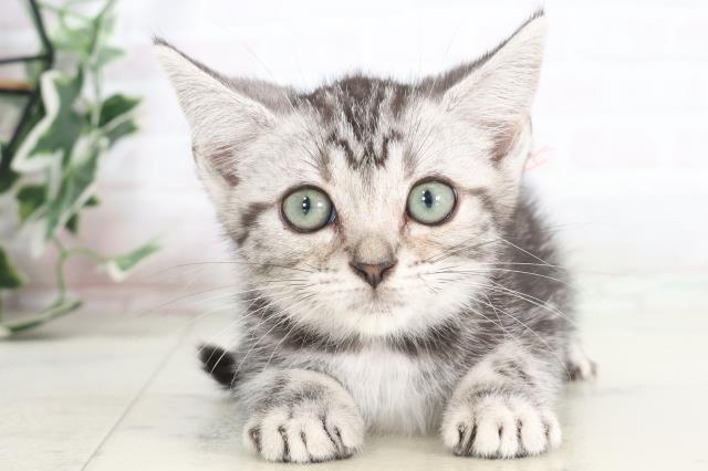 兵庫県のアメリカンショートヘアー (Coo&RIKU伊丹店/2025年7月13日生まれ/女の子/シルバータビー)の子猫の1枚目の画像