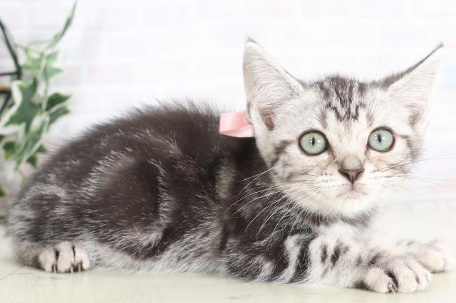 兵庫県のアメリカンショートヘアー (Coo&RIKU伊丹店/2025年7月13日生まれ/女の子/シルバータビー)の子猫の2枚目の画像