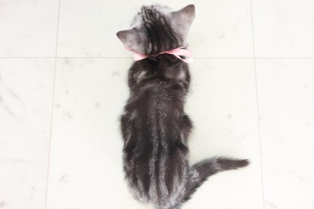 兵庫県のアメリカンショートヘアー (Coo&RIKU伊丹店/2025年7月13日生まれ/女の子/シルバータビー)の子猫の4枚目の画像