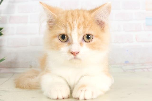 島根県のマンチカン (Coo&RIKU出雲店/2025年6月4日生まれ/男の子/レッドタビーホワイト)の子猫の1枚目の画像