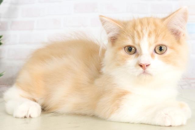 島根県のマンチカン (Coo&RIKU出雲店/2025年6月4日生まれ/男の子/レッドタビーホワイト)の子猫の2枚目の画像
