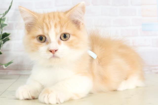 島根県のマンチカン (Coo&RIKU出雲店/2025年6月4日生まれ/男の子/レッドタビーホワイト)の子猫の3枚目の画像
