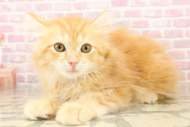 長野県のサイベリアン (Coo&RIKU松本店/2025年7月17日生まれ/女の子/レッドタビー)の子猫の2枚目の画像