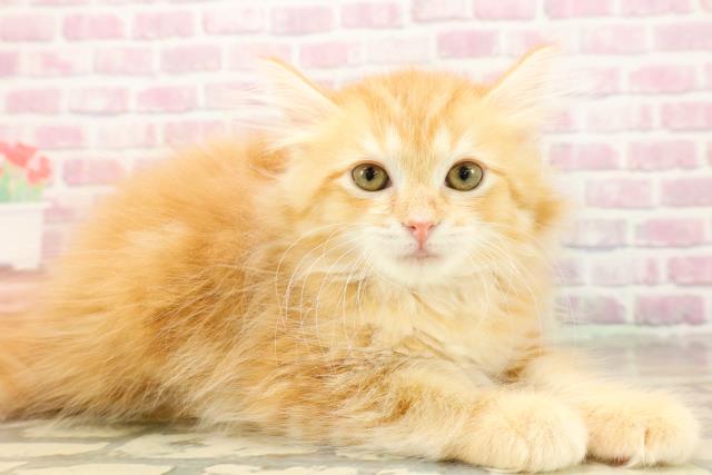 長野県のサイベリアン (Coo&RIKU松本店/2025年7月17日生まれ/女の子/レッドタビー)の子猫の3枚目の画像