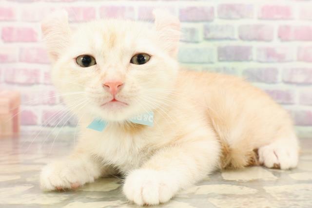 北海道のアメリカンカール (Coo&RIKU帯広店/2025年7月21日生まれ/男の子/クリームタビー)の子猫の2枚目の画像