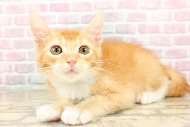長野県のアメリカンカール (Coo&RIKU長野店/2025年7月10日生まれ/男の子/レッドホワイト)の子猫の2枚目の画像