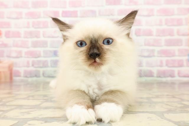 石川県のラグドール (Coo&RIKU金沢店/2025年7月22日生まれ/男の子/シールポイントミテッド)の子猫の1枚目の画像