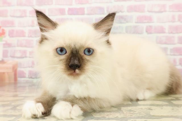 石川県のラグドール (Coo&RIKU金沢店/2025年7月22日生まれ/男の子/シールポイントミテッド)の子猫の2枚目の画像