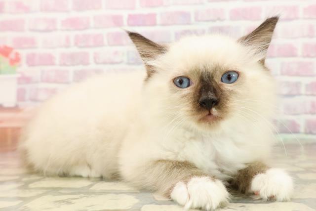 石川県のラグドール (Coo&RIKU金沢店/2025年7月22日生まれ/男の子/シールポイントミテッド)の子猫の3枚目の画像