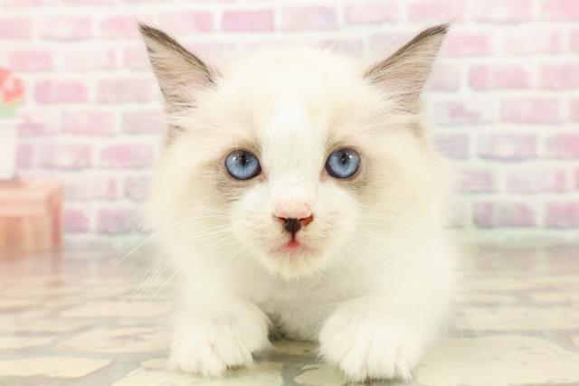 福井県のラグドール (Coo&RIKU福井店/2025年7月23日生まれ/男の子/シールポイントバイカラー)の子猫の1枚目の画像