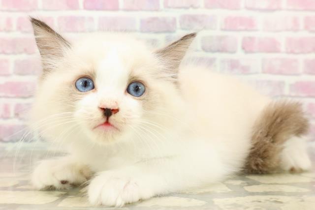 福井県のラグドール (Coo&RIKU福井店/2025年7月23日生まれ/男の子/シールポイントバイカラー)の子猫の2枚目の画像