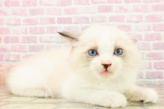 福井県のラグドール (Coo&RIKU福井店/2025年7月23日生まれ/男の子/シールポイントバイカラー)の子猫の3枚目の画像