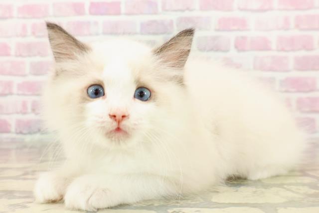 千葉県のラグドール (Coo&RIKU東船橋店/2025年7月23日生まれ/男の子/シールポイントバイカラー)の子猫の2枚目の画像