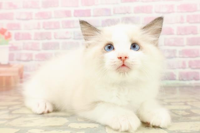 千葉県のラグドール (Coo&RIKU東船橋店/2025年7月23日生まれ/男の子/シールポイントバイカラー)の子猫の3枚目の画像