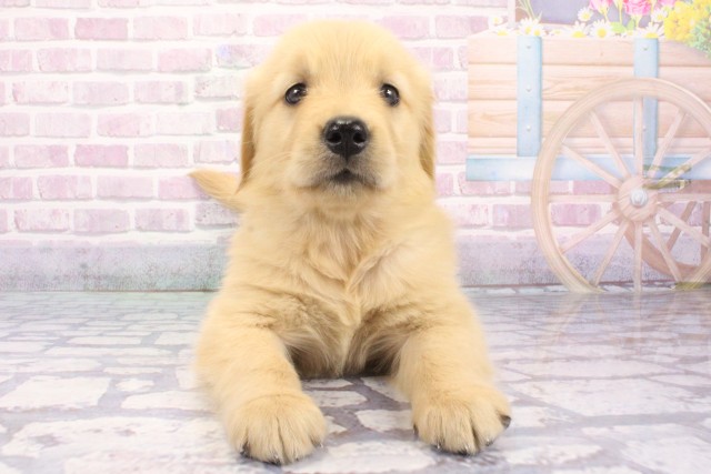 兵庫県のゴールデンレトリバー (Coo&RIKU伊丹店/2025年7月26日生まれ/女の子/ゴールド)の子犬