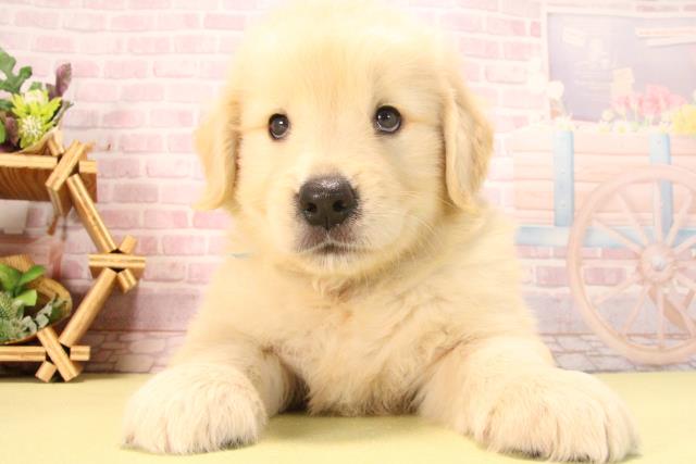 愛知県のゴールデンレトリバー (Coo&RIKU岡崎店/2025年7月26日生まれ/男の子/ゴールデン)の子犬の1枚目の画像