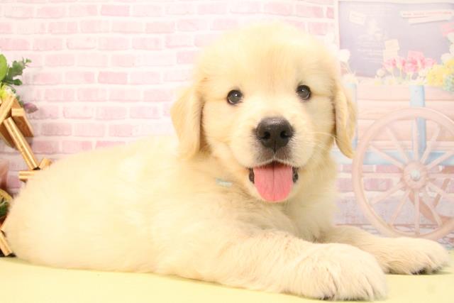 愛知県のゴールデンレトリバー (Coo&RIKU岡崎店/2025年7月26日生まれ/男の子/ゴールデン)の子犬の2枚目の画像