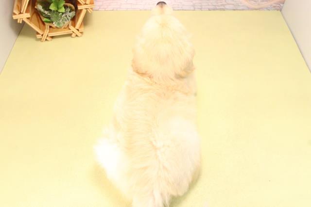 愛知県のゴールデンレトリバー (Coo&RIKU岡崎店/2025年7月26日生まれ/男の子/ゴールデン)の子犬の4枚目の画像