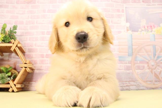 愛知県のゴールデンレトリバー (Coo&RIKU半田店/2025年7月26日生まれ/男の子/ゴールデン)の子犬
