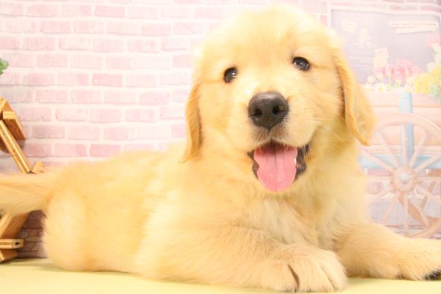愛知県のゴールデンレトリバー (Coo&RIKU半田店/2025年7月26日生まれ/男の子/ゴールデン)の子犬の2枚目の画像