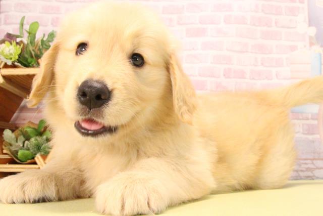 愛知県のゴールデンレトリバー (Coo&RIKU半田店/2025年7月26日生まれ/男の子/ゴールデン)の子犬の3枚目の画像