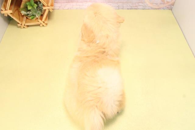 愛知県のゴールデンレトリバー (Coo&RIKU半田店/2025年7月26日生まれ/男の子/ゴールデン)の子犬の4枚目の画像