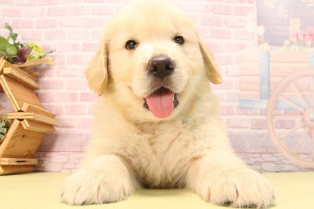 愛知県のゴールデンレトリバー (Coo&RIKU豊田店/2025年7月26日生まれ/男の子/ゴールデン)の子犬の1枚目の画像